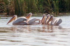 31-Pelicans on Chamo Lake